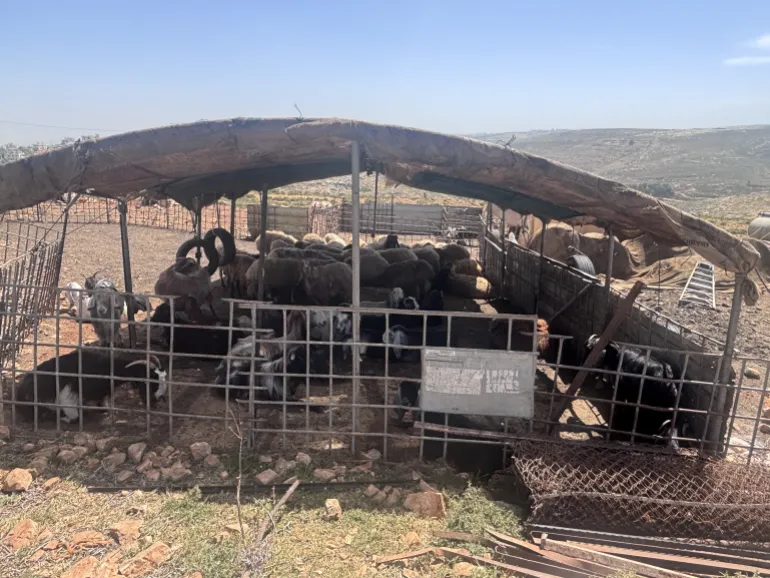 Remaining livestock reduced to fewer than 500 from 2,500 due to settler thefts, poisonings, and restrictions.
